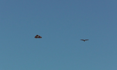 Red Kite and Wing